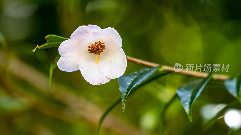 一个茶花，白色，绿色的背景和树枝，亚述尔群岛，Terra Nostra公园，Sao Miguel岛。